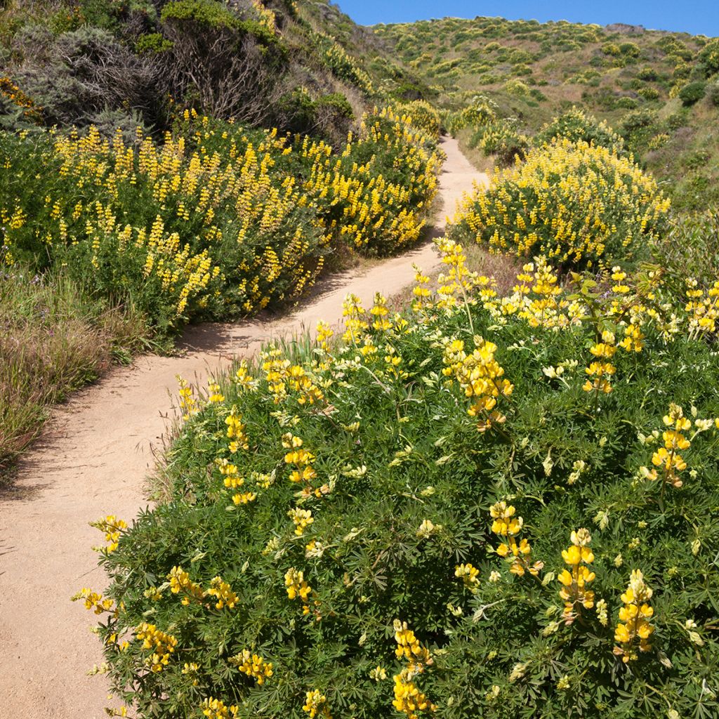 Lupinus arboreus - Lupino