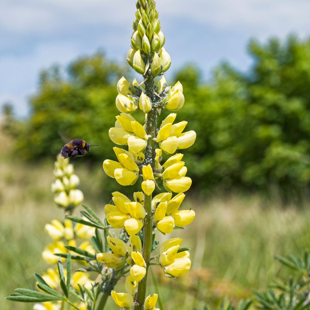 Lupinus arboreus - Lupino