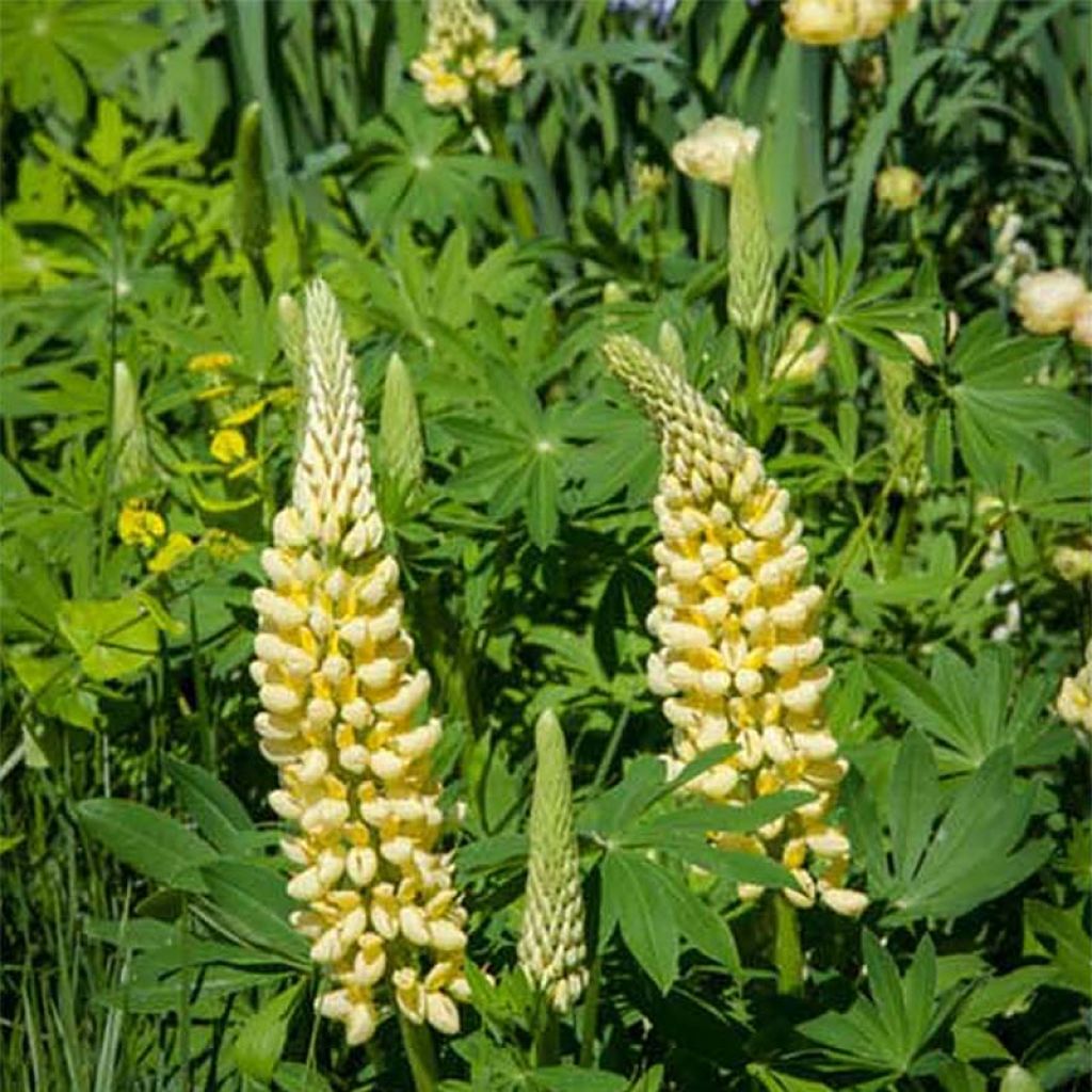 Lupin de Russel Le Chandelier - Lupinus (x) Russelii