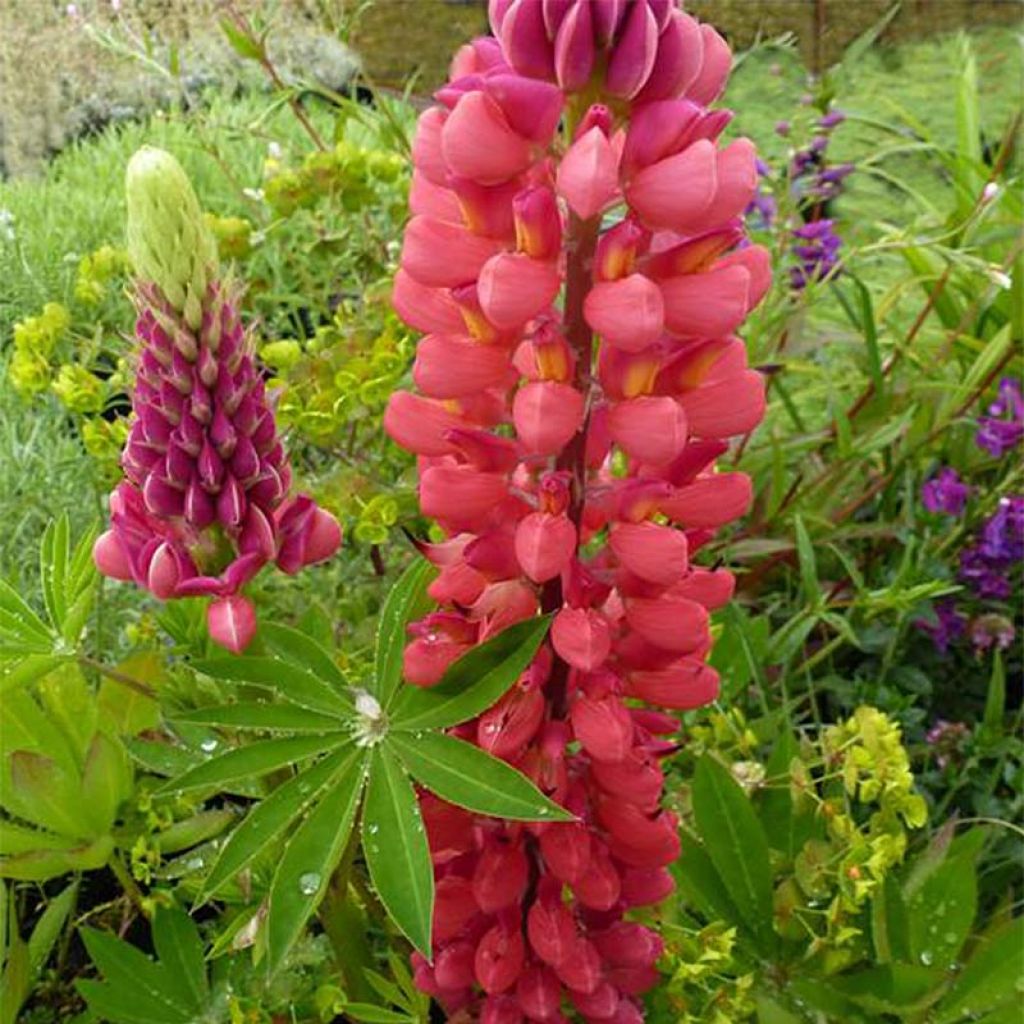 Lupinus My Castle - Lupino