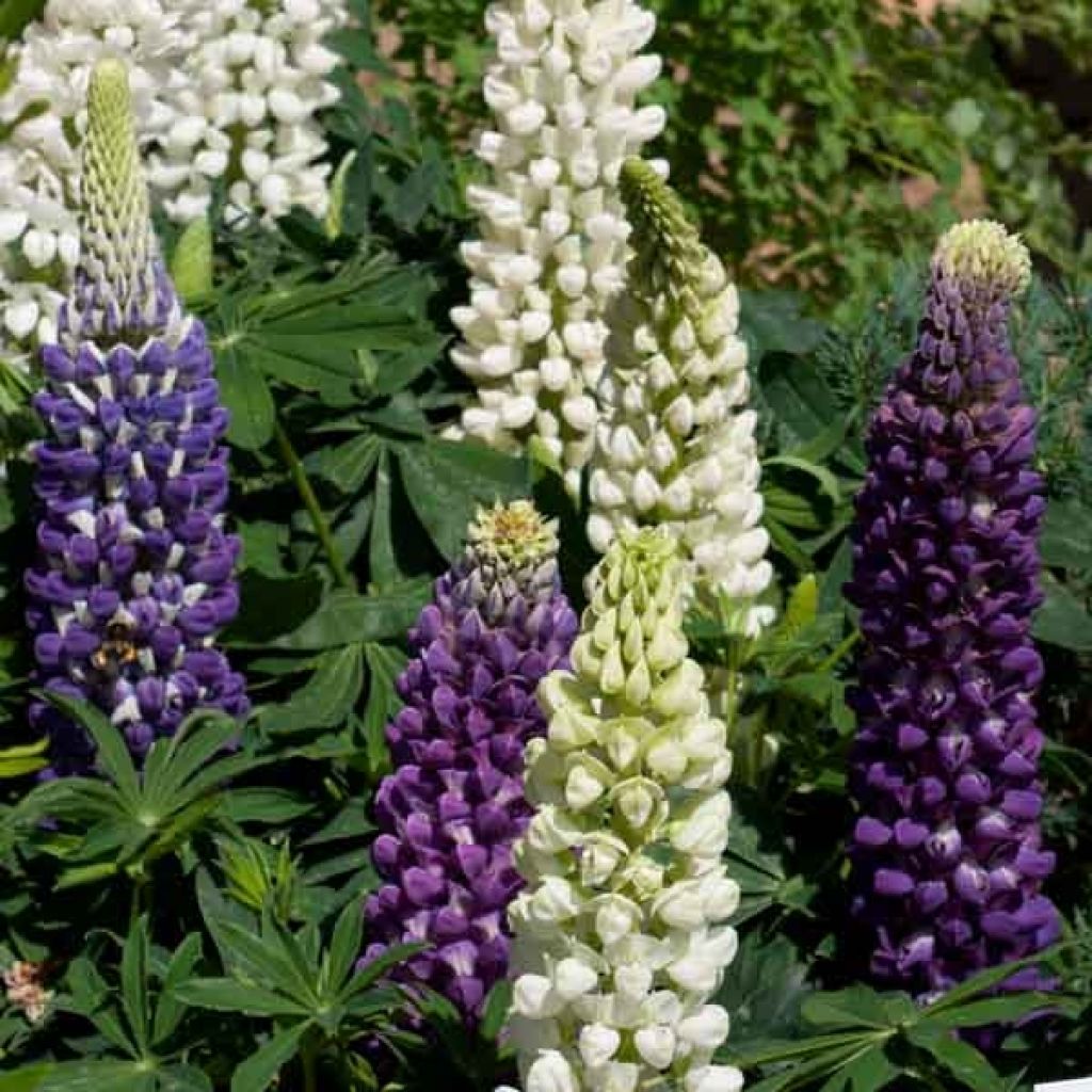 Lupinus Gallery Blue - Lupino