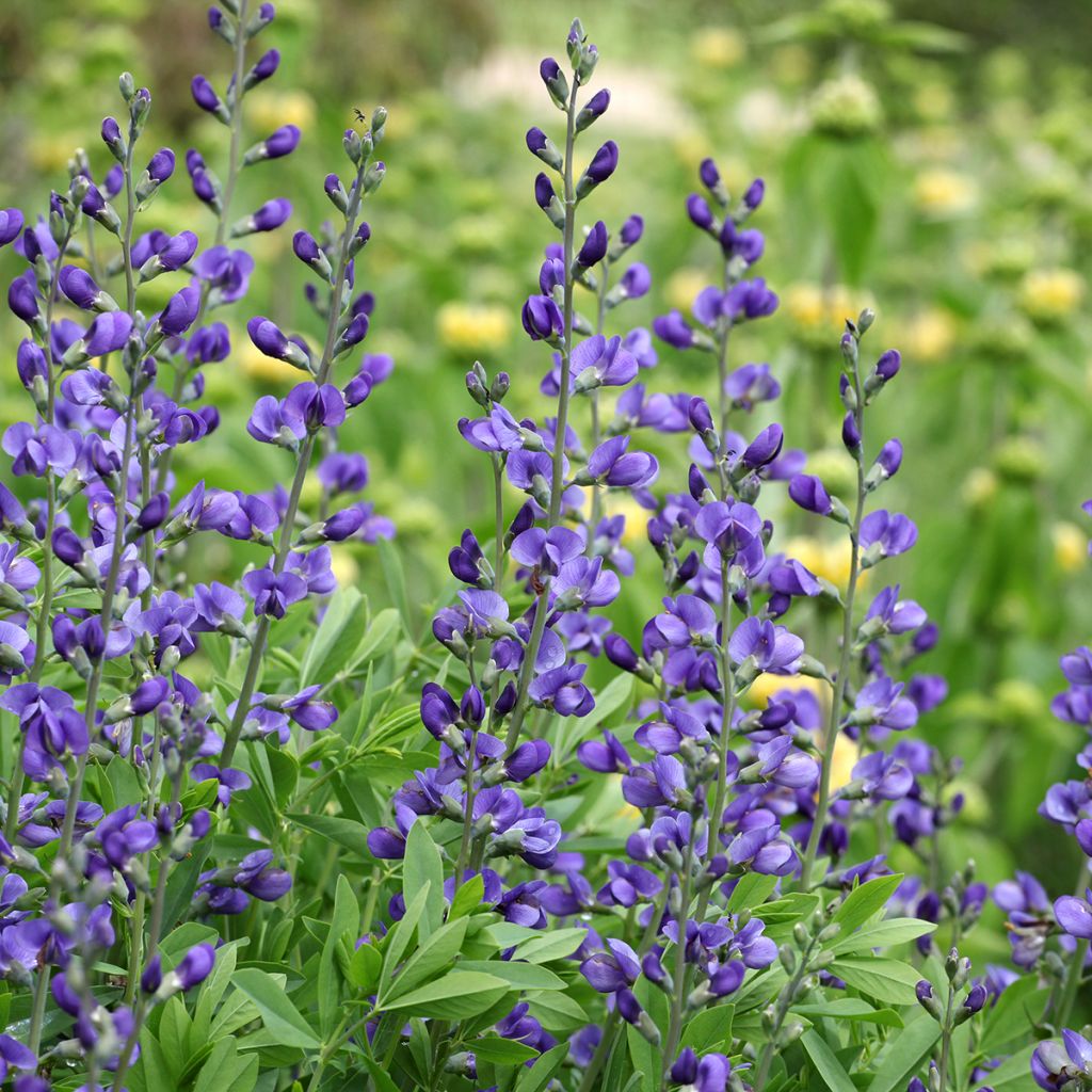 Baptisia australis - Indaco falso blu