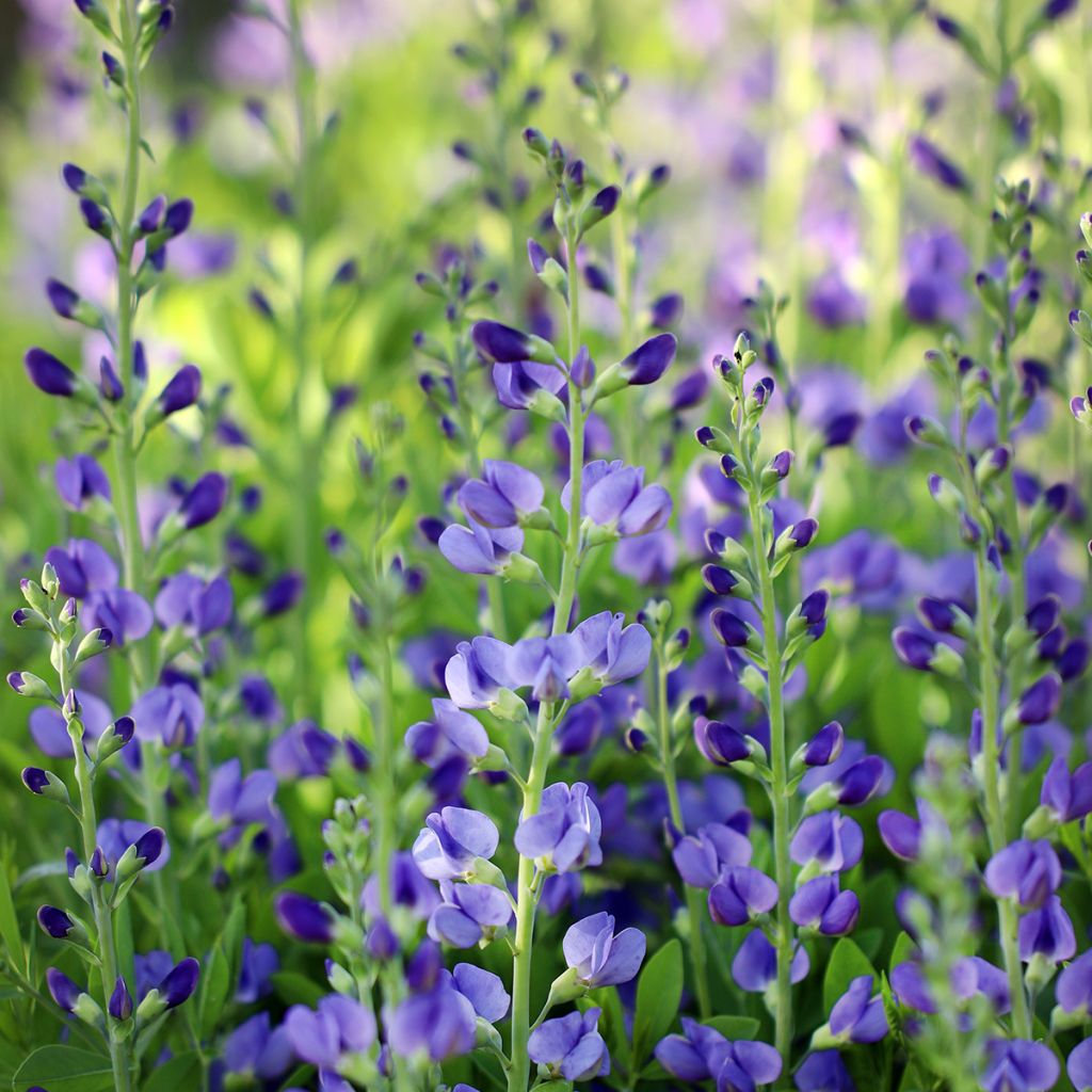 Baptisia australis - Indaco falso blu