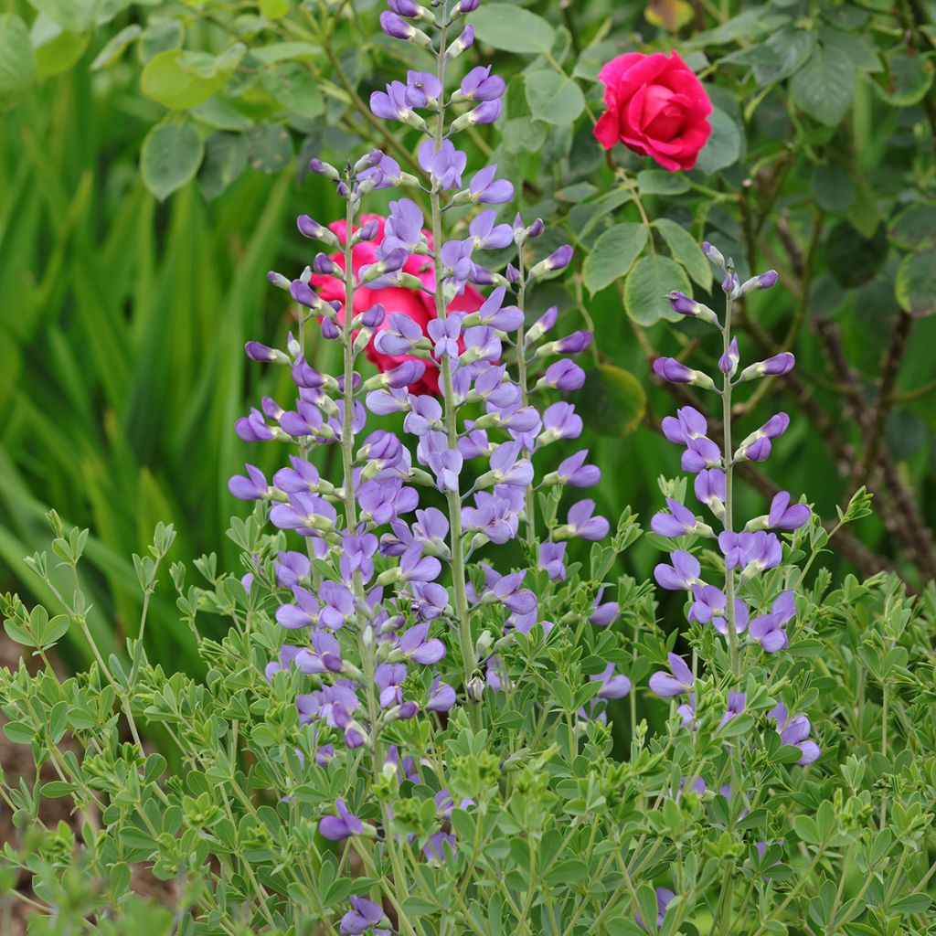 Baptisia australis - Indaco falso blu