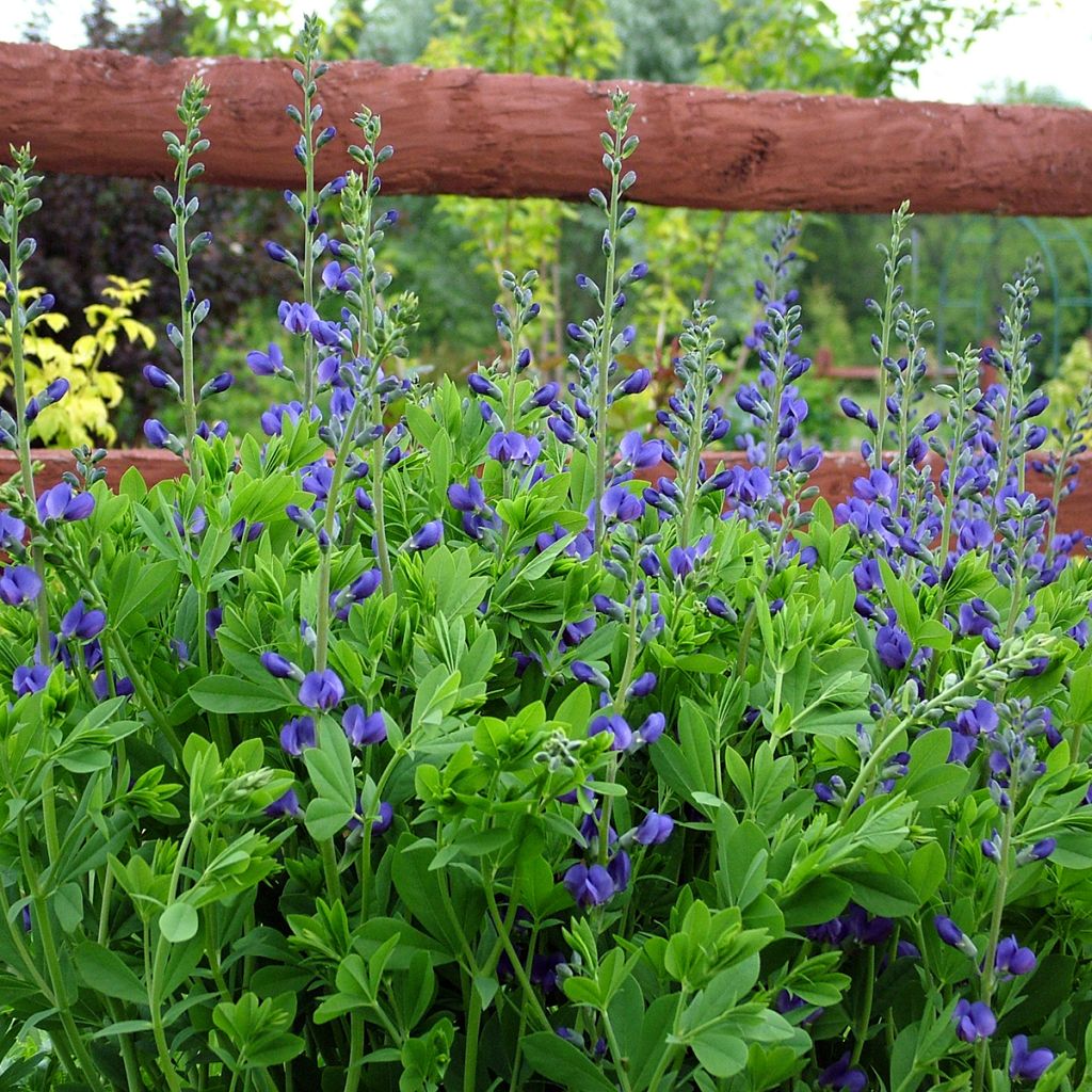 Baptisia australis - Indaco falso blu