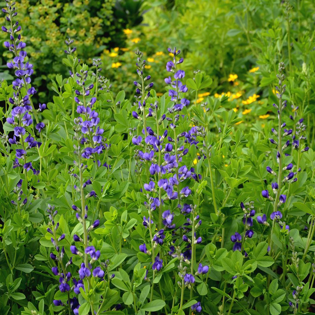 Baptisia australis - Indaco falso blu