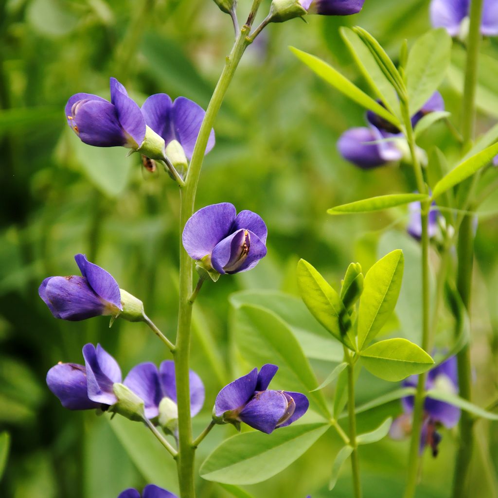 Baptisia australis - Indaco falso blu