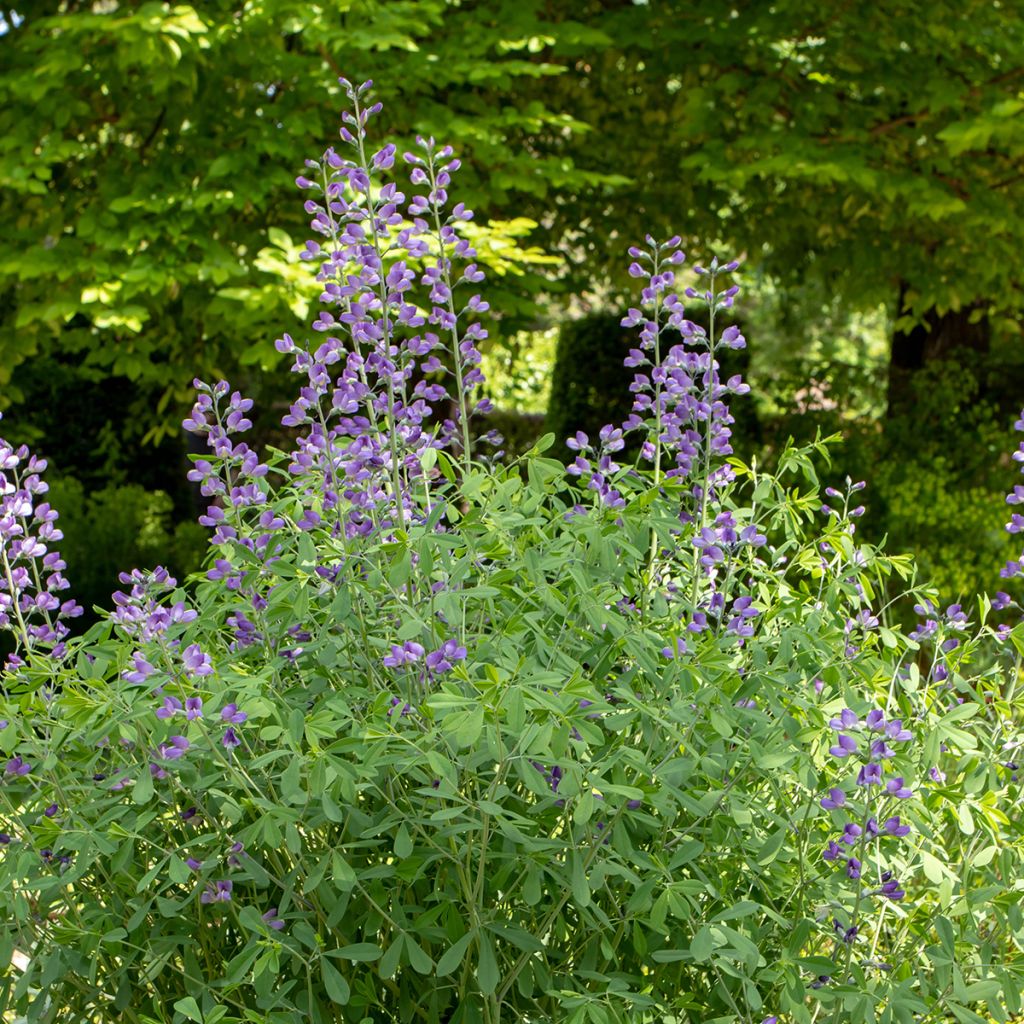 Baptisia australis - Indaco falso blu