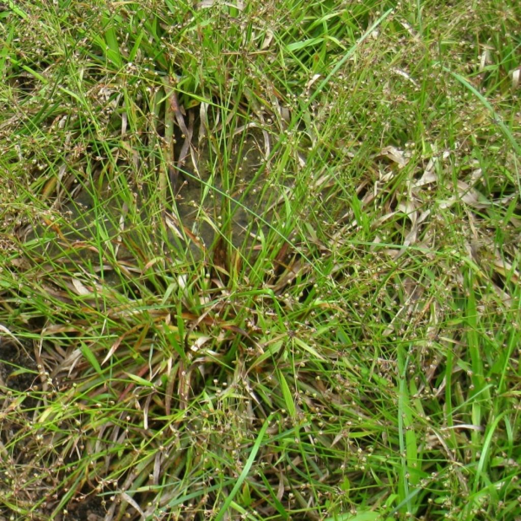 Luzula pilosa - Erba lucciola pelosa