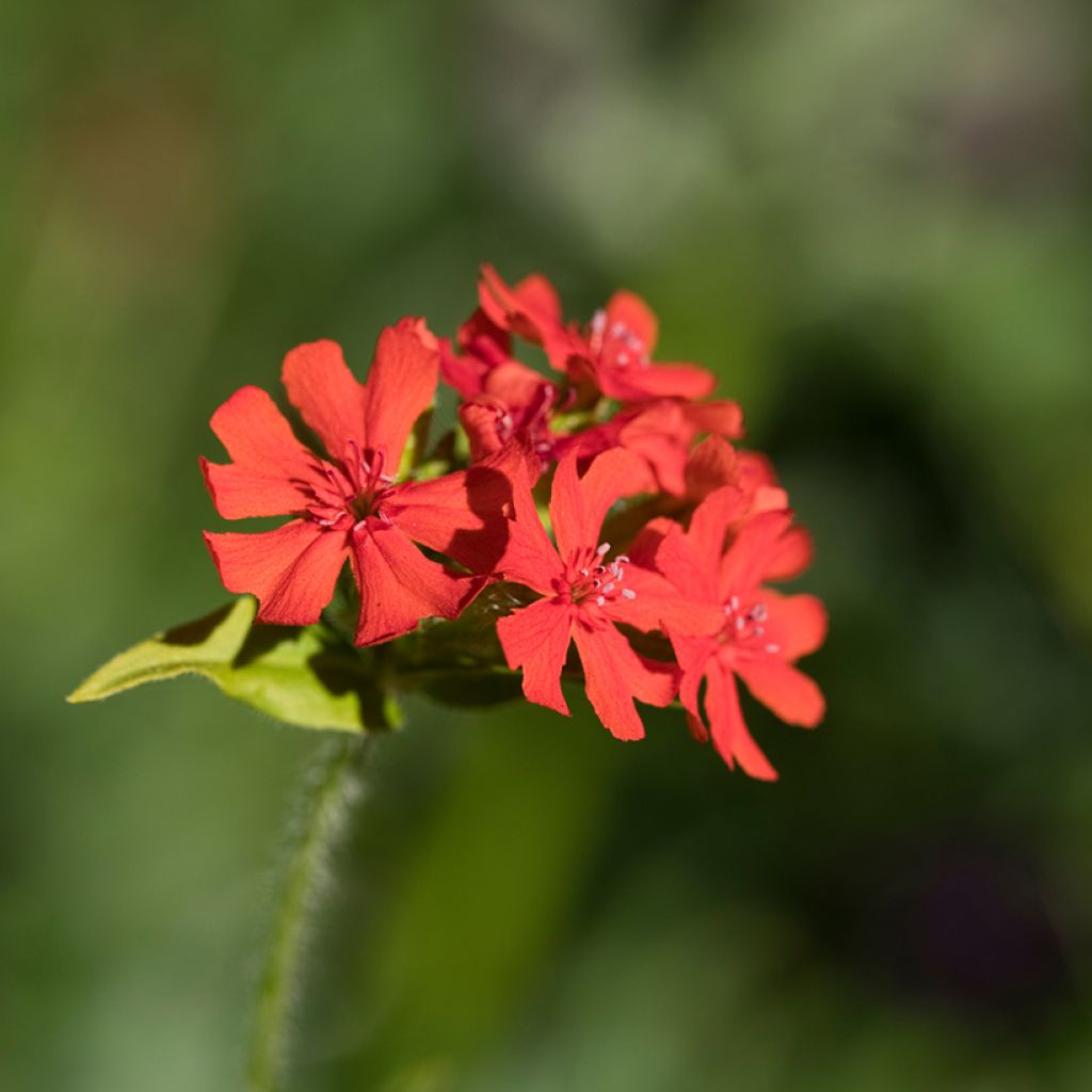 Lychnis arkwrightii Vesuvius - Crotonella