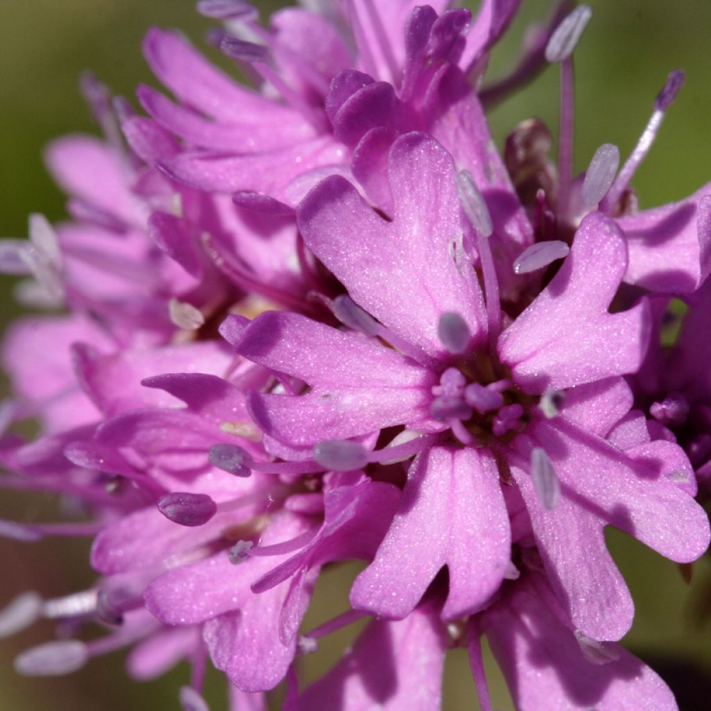 Lychnis alpina - Crotonella alpina