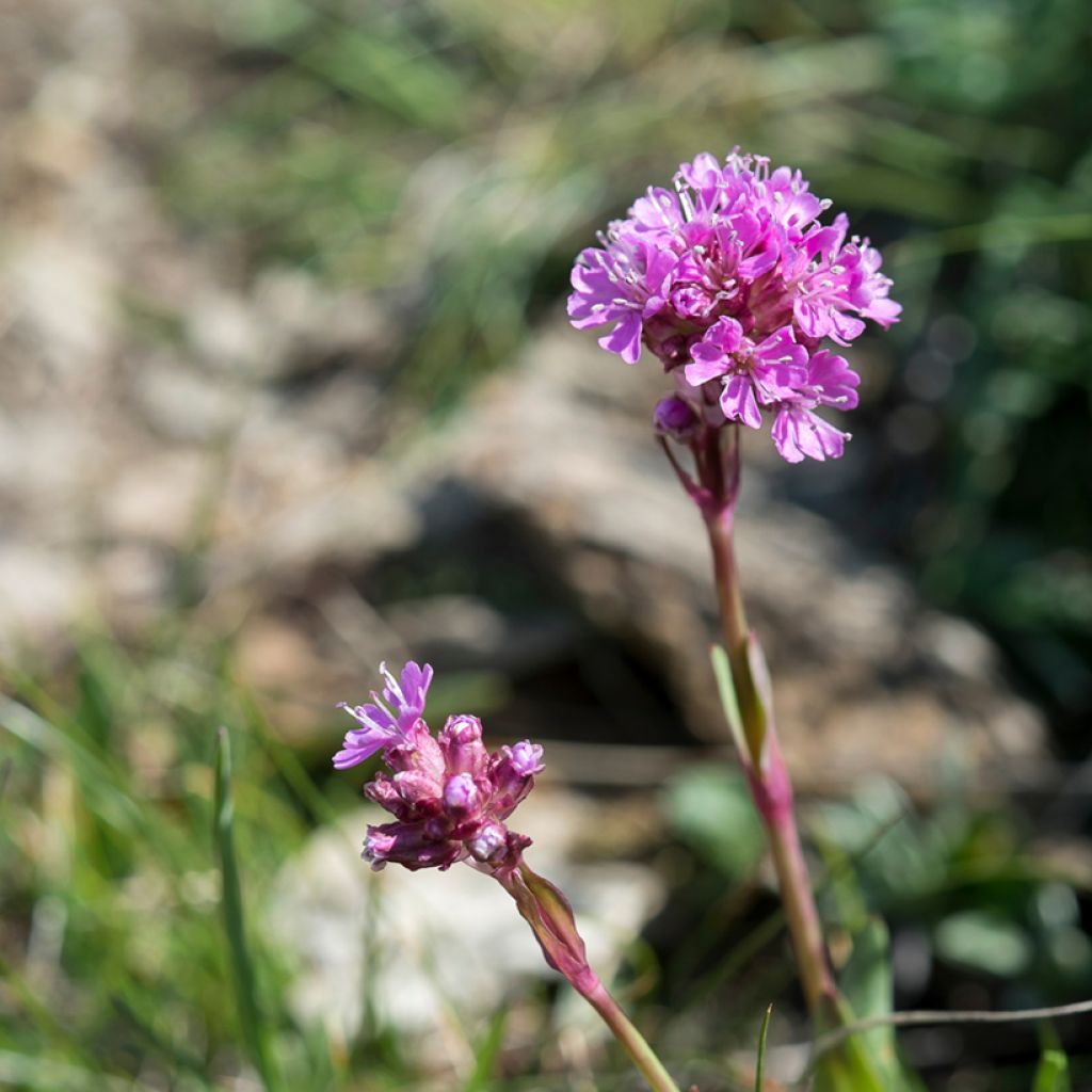 Lychnis alpina - Crotonella alpina