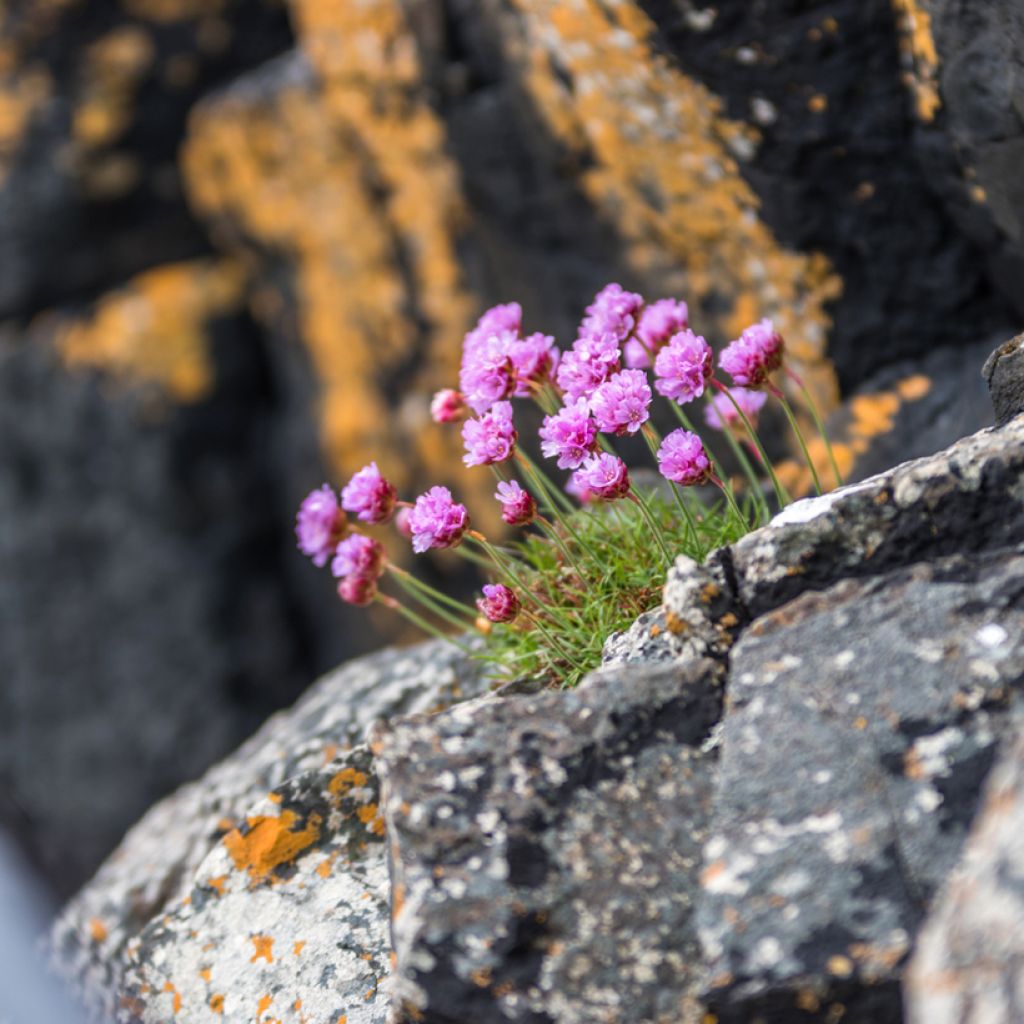 Lychnis alpina - Crotonella alpina