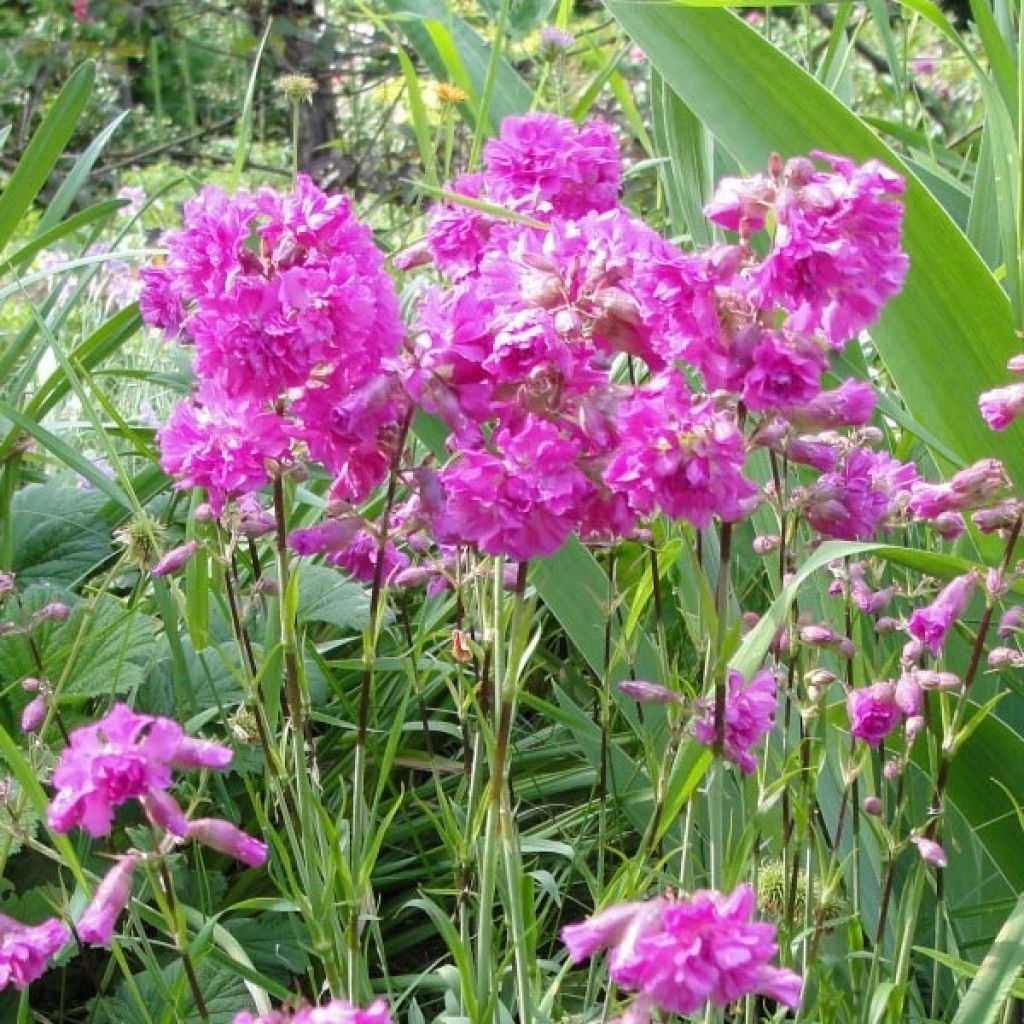 Lychnis alpina Rosea- Lychnis des Alpes Rosea - Silene suecica - Viscaria alpina