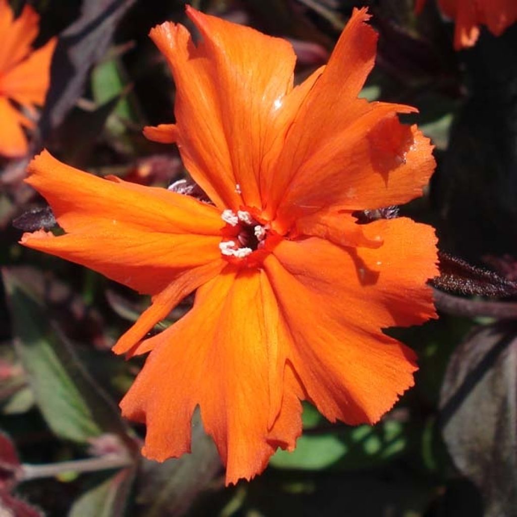 Lychnis arkwrightii Vesuvius - Crotonella