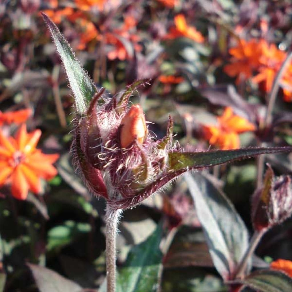 Lychnis arkwrightii Vesuvius - Crotonella