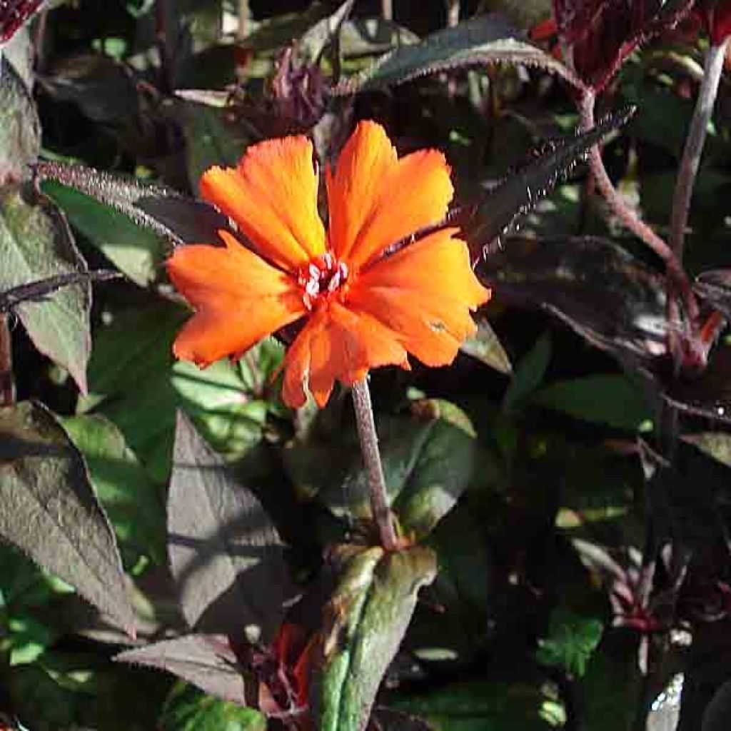 Lychnis arkwrightii Vesuvius - Crotonella