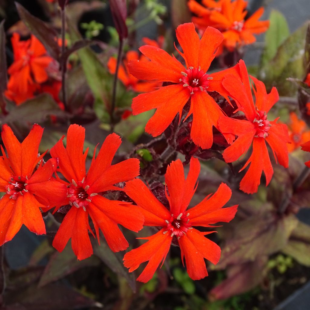 Lychnis arkwrightii Vesuvius - Crotonella