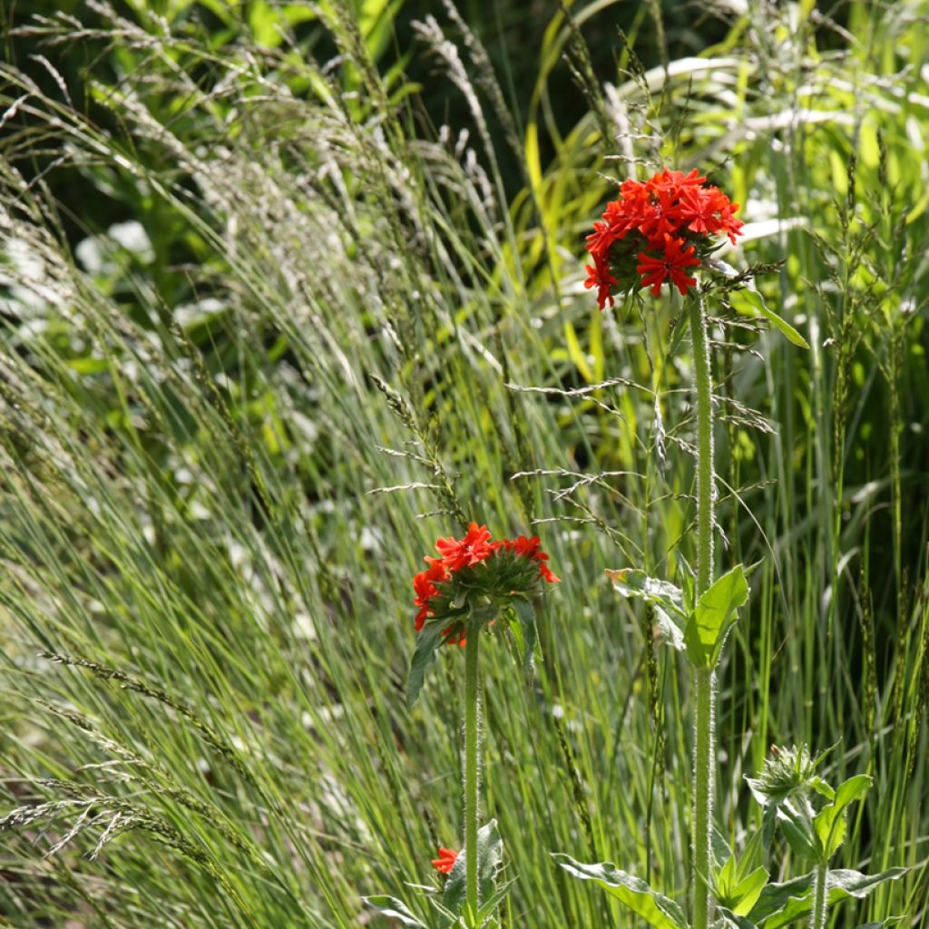 Lychnis chalcedonica Flore Pleno - Crotonella scarlatta