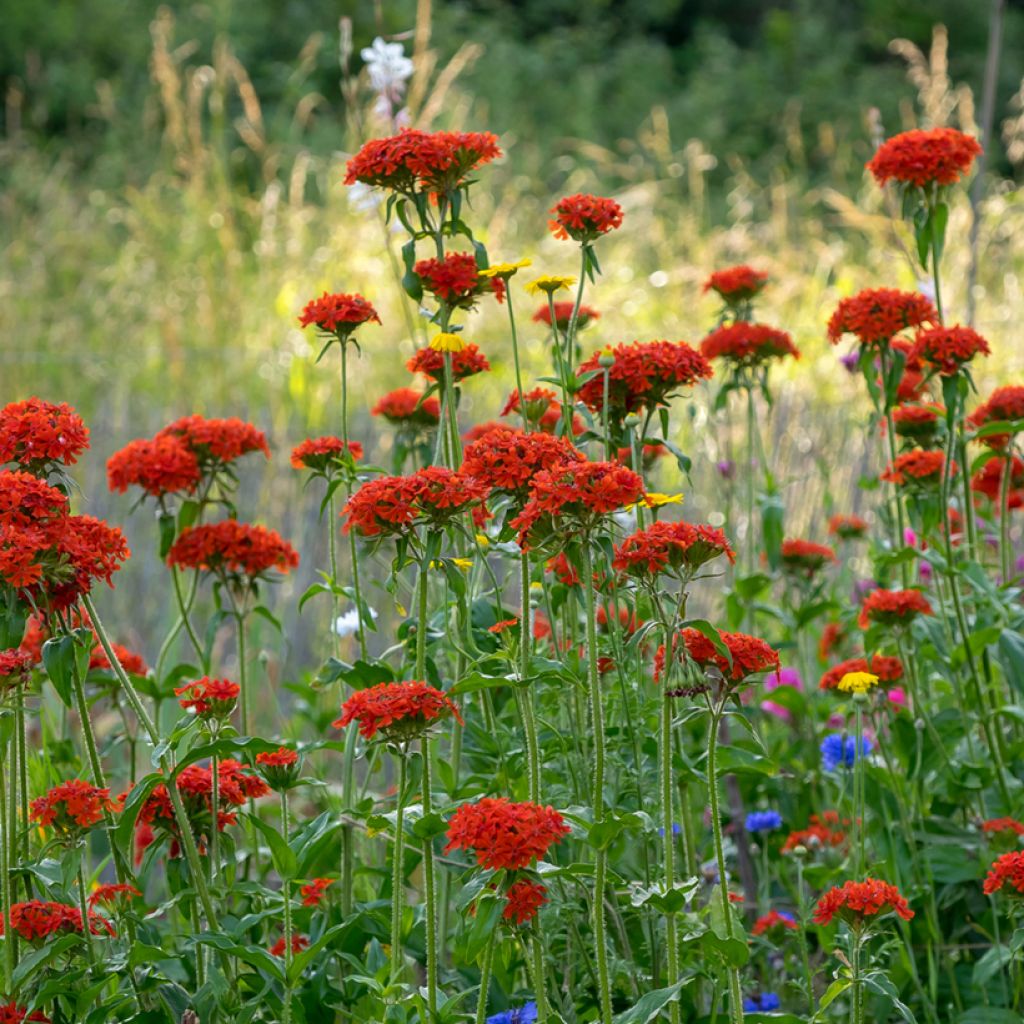 Lychnis chalcedonica Flore Pleno - Crotonella scarlatta