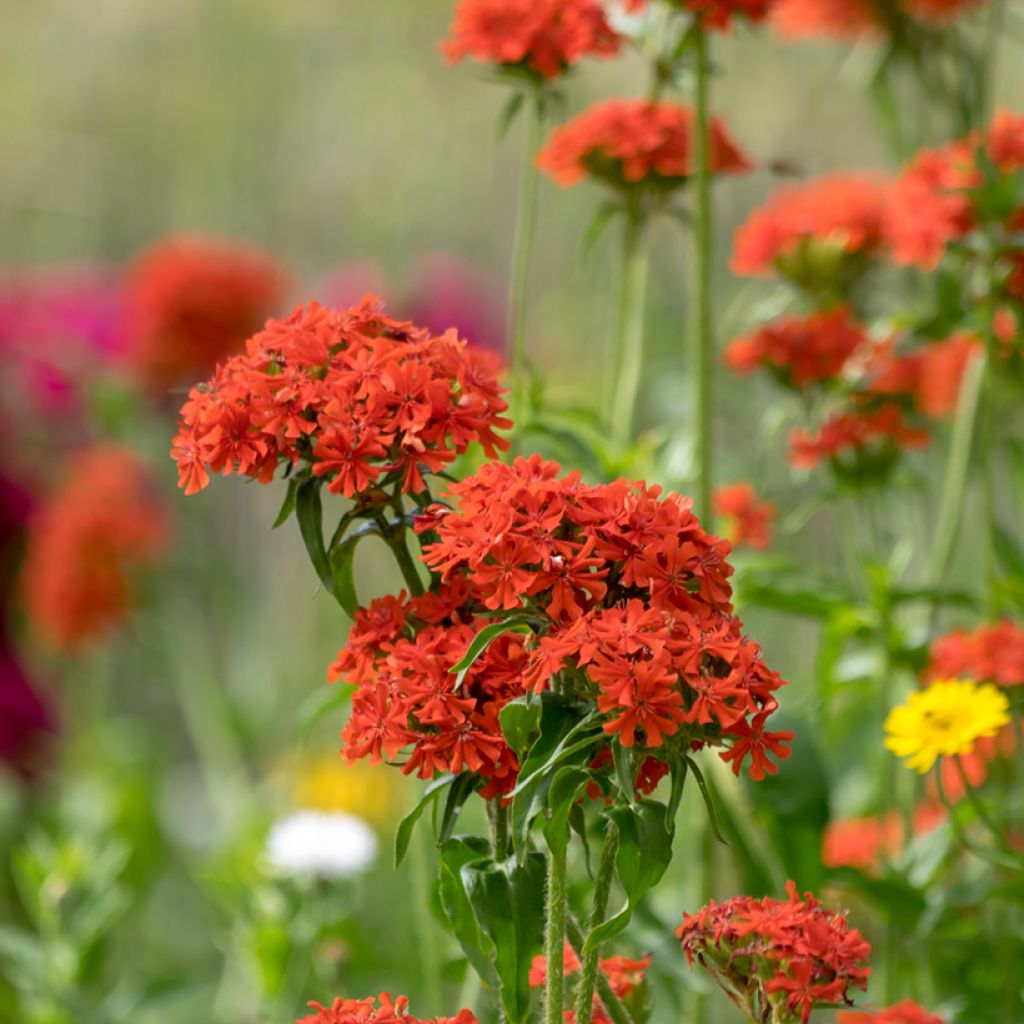 Lychnis chalcedonica Flore Pleno - Crotonella scarlatta