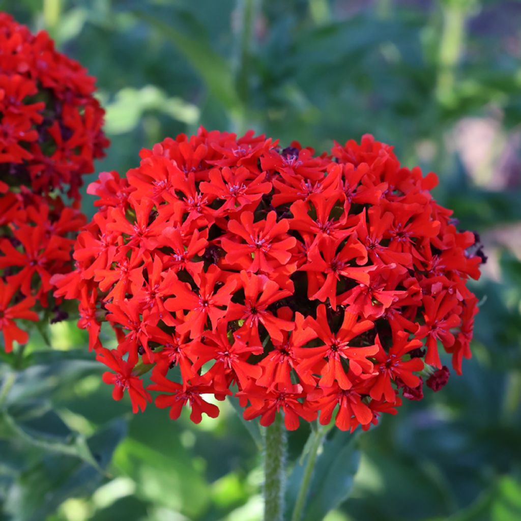 Lychnis chalcedonica Flore Pleno - Crotonella scarlatta