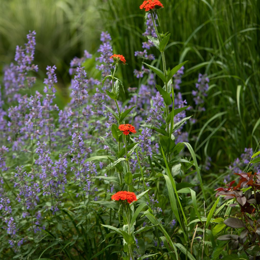 Lychnis chalcedonica Flore Pleno - Crotonella scarlatta