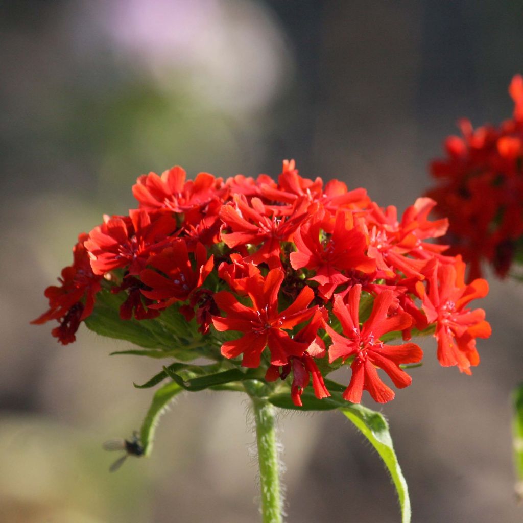 Lychnis chalcedonica Flore Pleno - Crotonella scarlatta