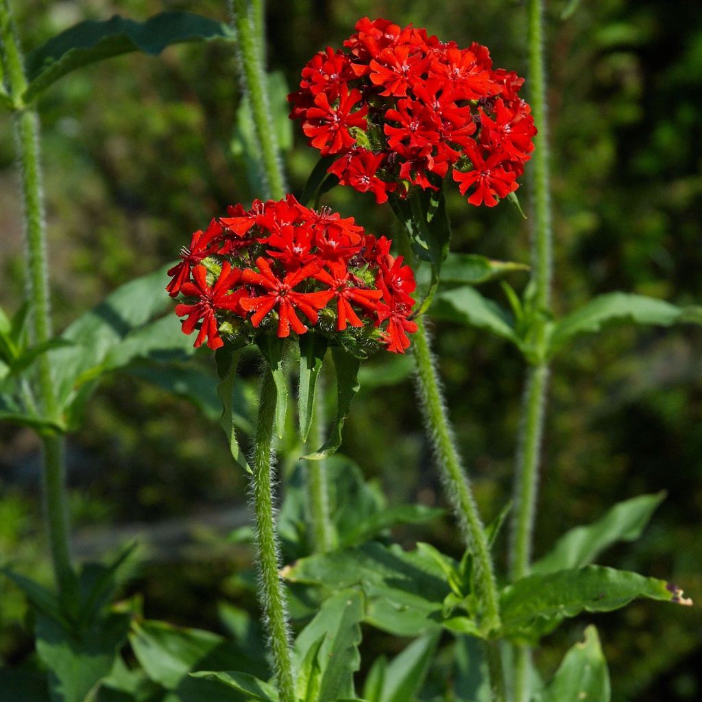 Lychnis chalcedonica Flore Pleno - Crotonella scarlatta