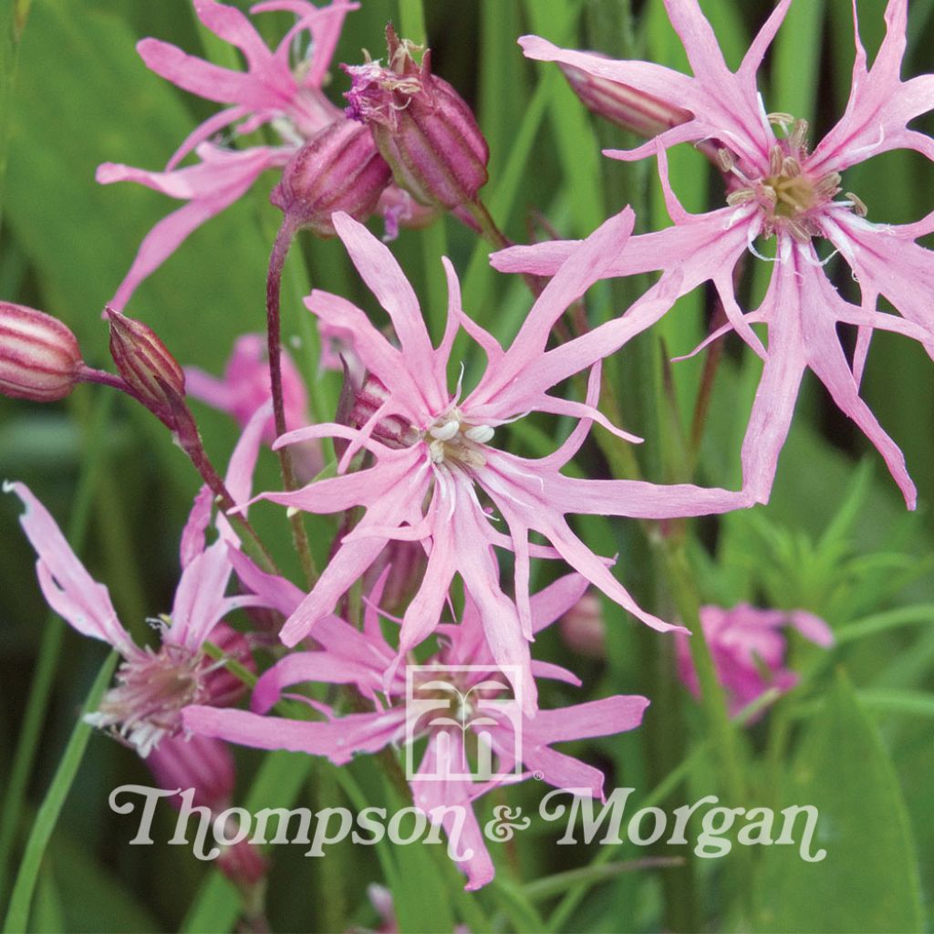 Lychnis flos-cuculi (semi) - Crotonella Fior di cuculo