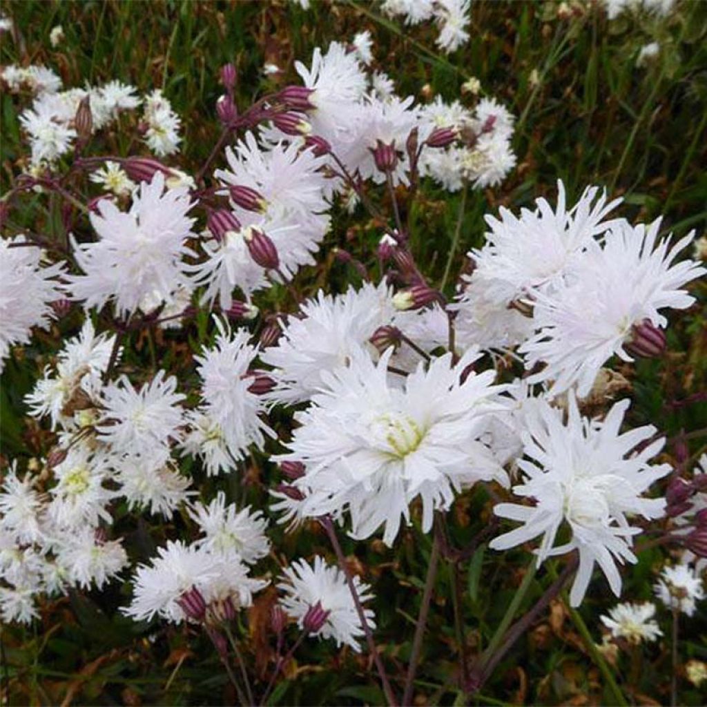 Lychnis flos-cuculi Petit Henri - Oeillet des prés blanc