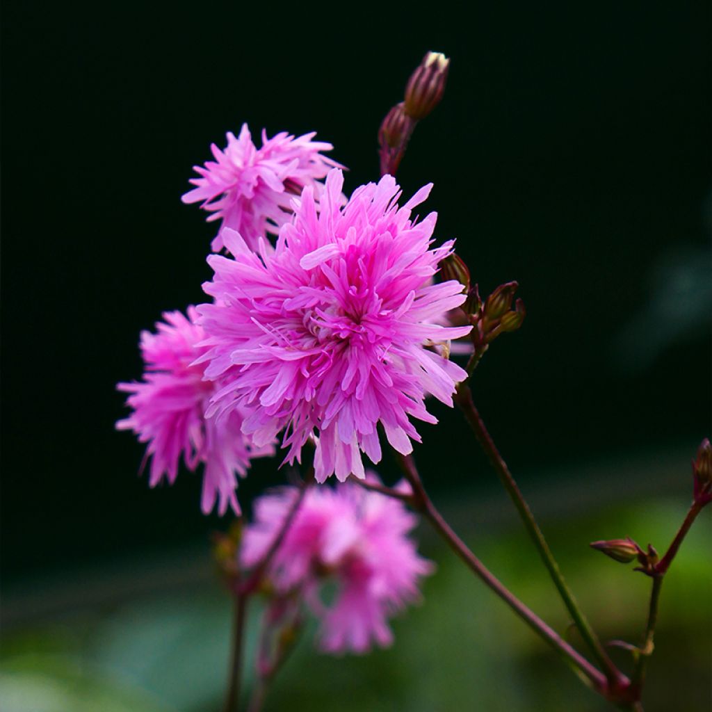 Lychnis flos-cuculi Petite Jenny - Crotonella Fior di cuculo