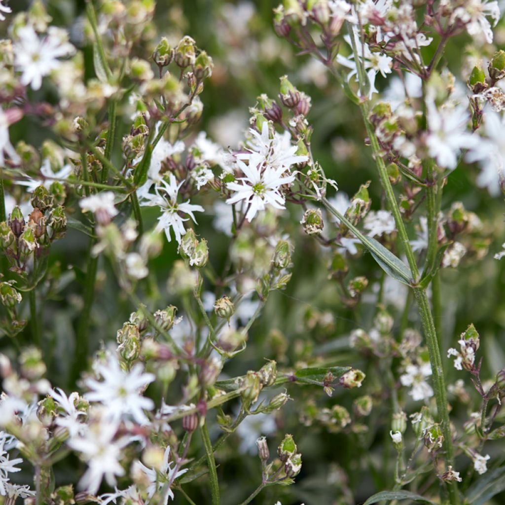 Lychnis flos-cuculi White Robin - Crotonella Fior di cuculo