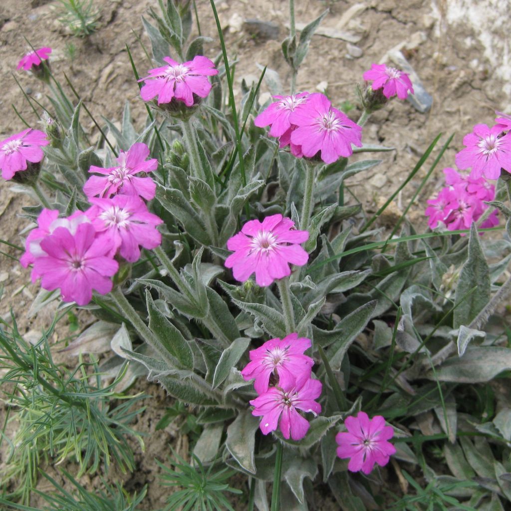 Lychnis flos-jovis