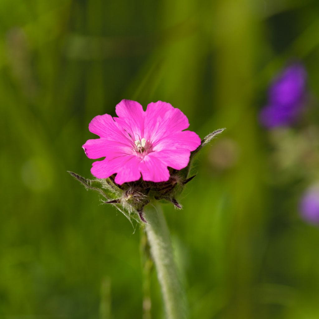 Lychnis flos-jovis - Crotonella fior di Giove