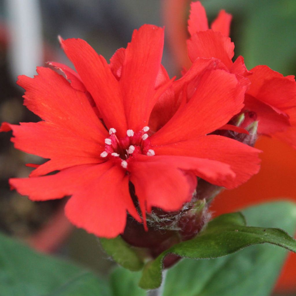 Lychnis haageana Molten Lava