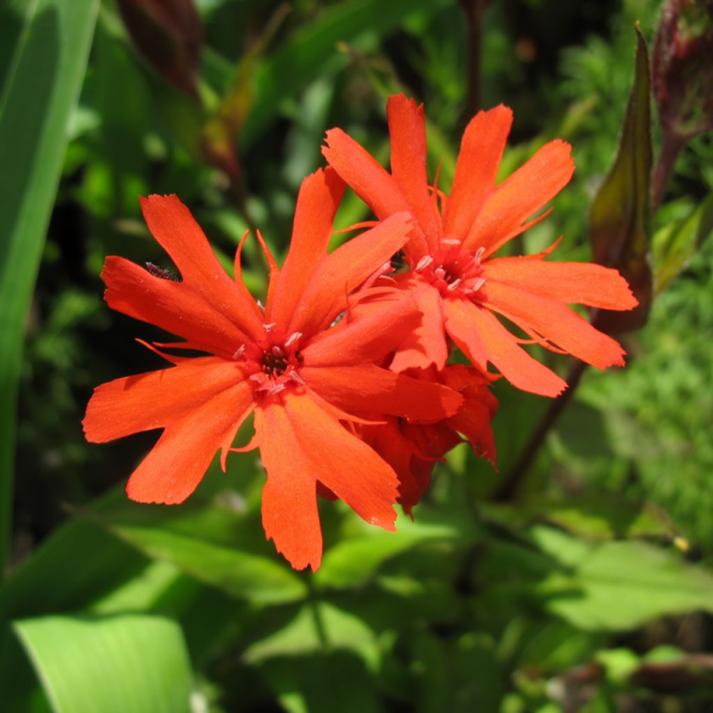 Lychnis haageana Molten Lava - Crotonella