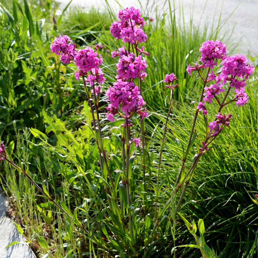 Lychnis viscaria Splendens - Crotonella