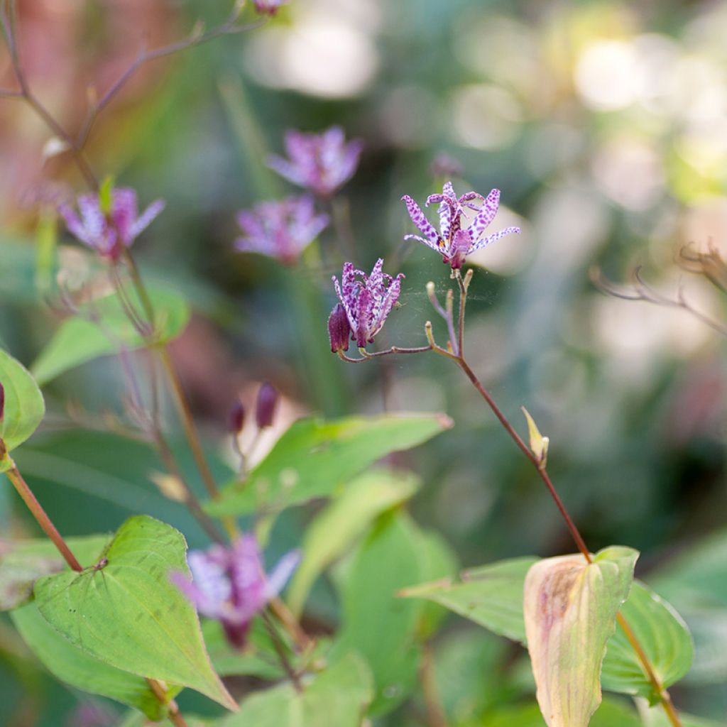 Tricyrtis formosana Pink Freckles