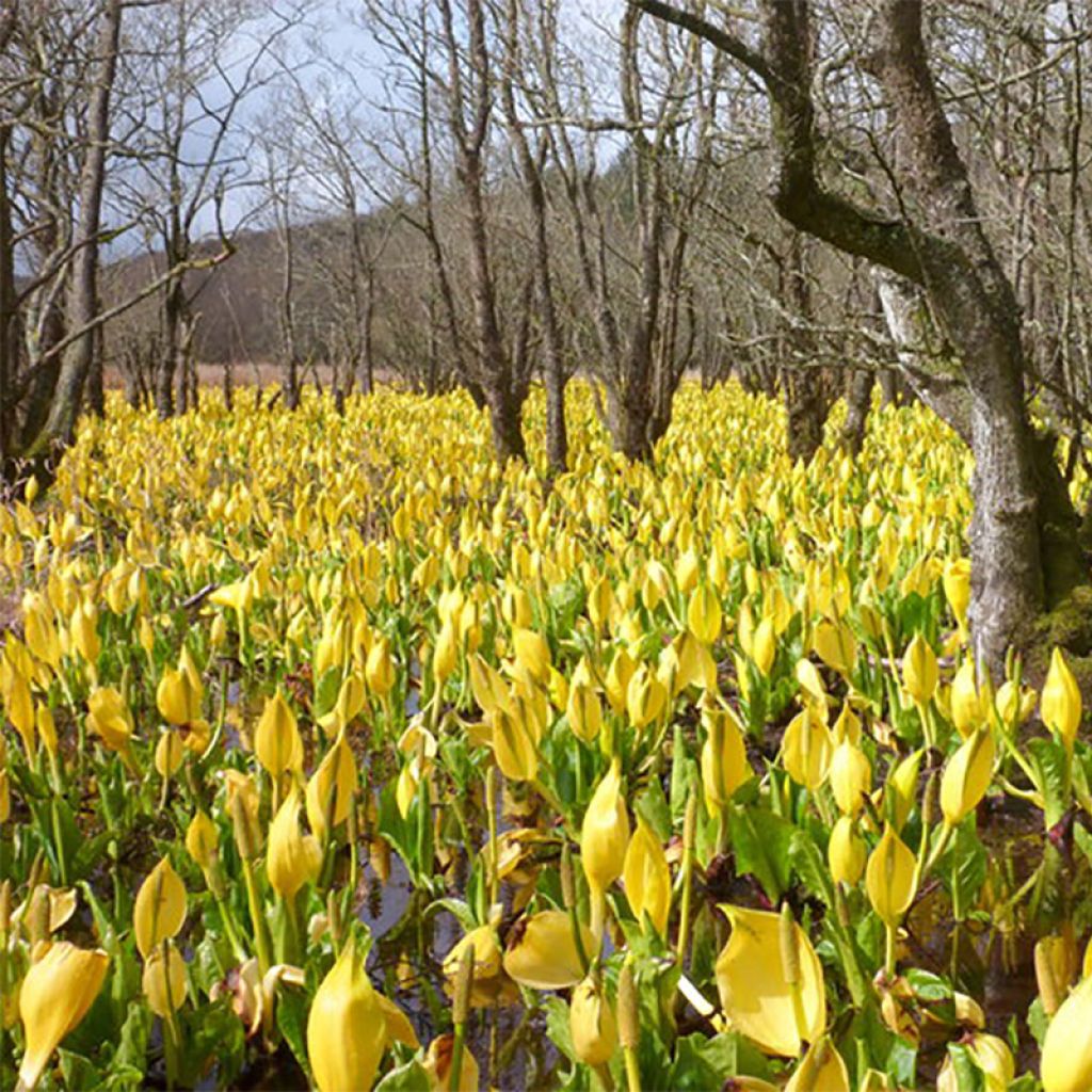 Lysichiton americanus - Arum bananier jaune