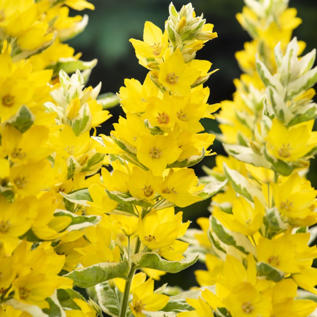 Lysimachia punctata Variegata - Mazza d'oro punteggiata