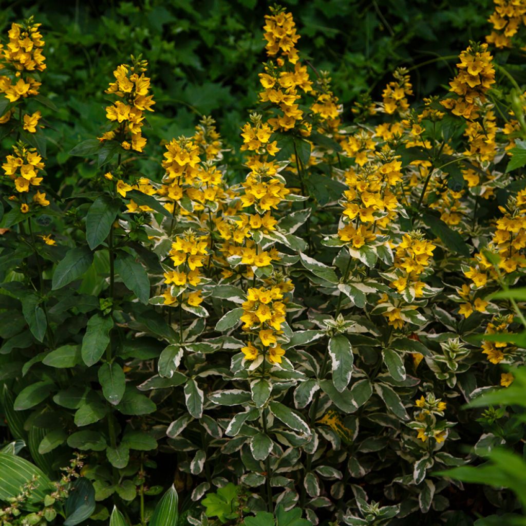 Lysimachia punctata Variegata - Mazza d'oro punteggiata