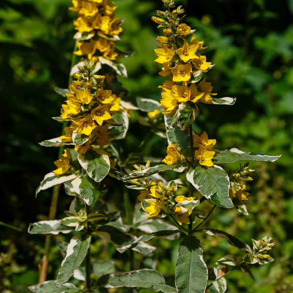 Lysimachia punctata Variegata - Mazza d'oro punteggiata