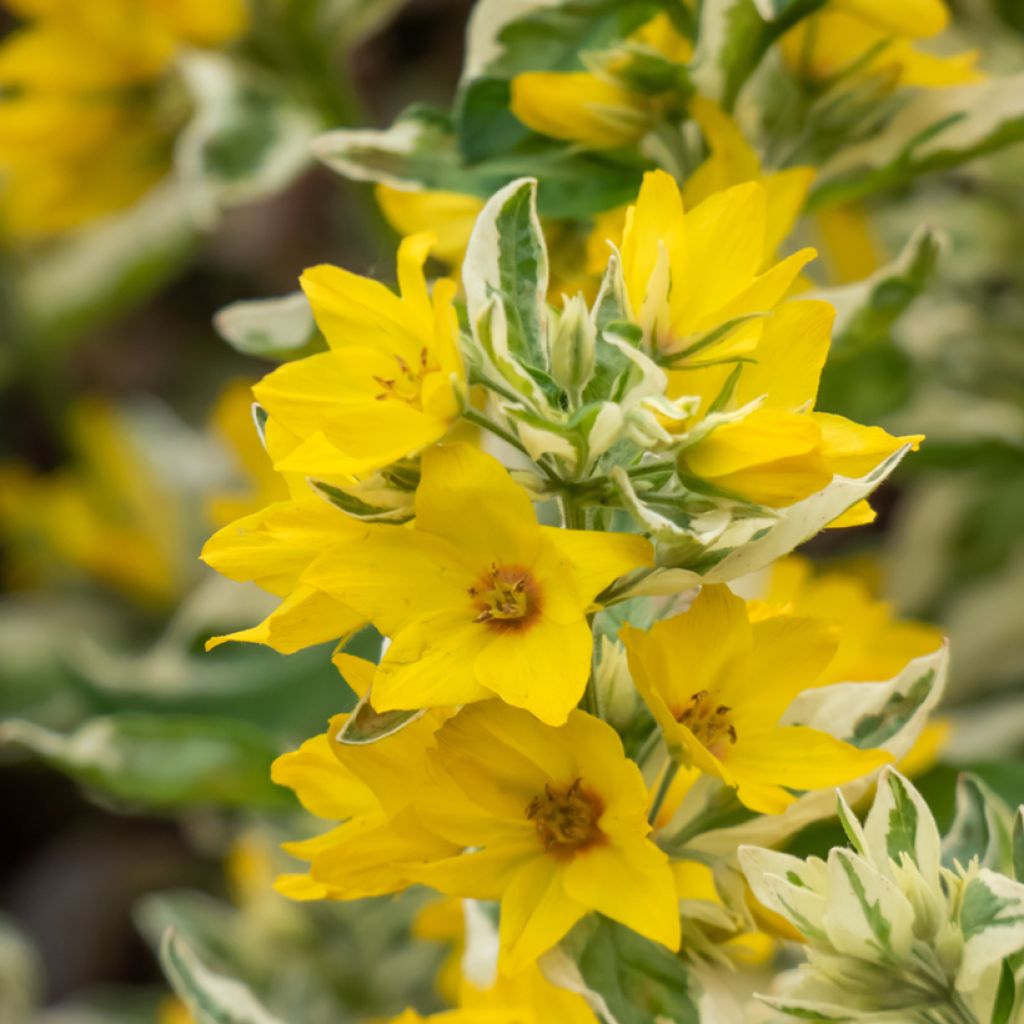 Lysimachia punctata Variegata - Mazza d'oro punteggiata