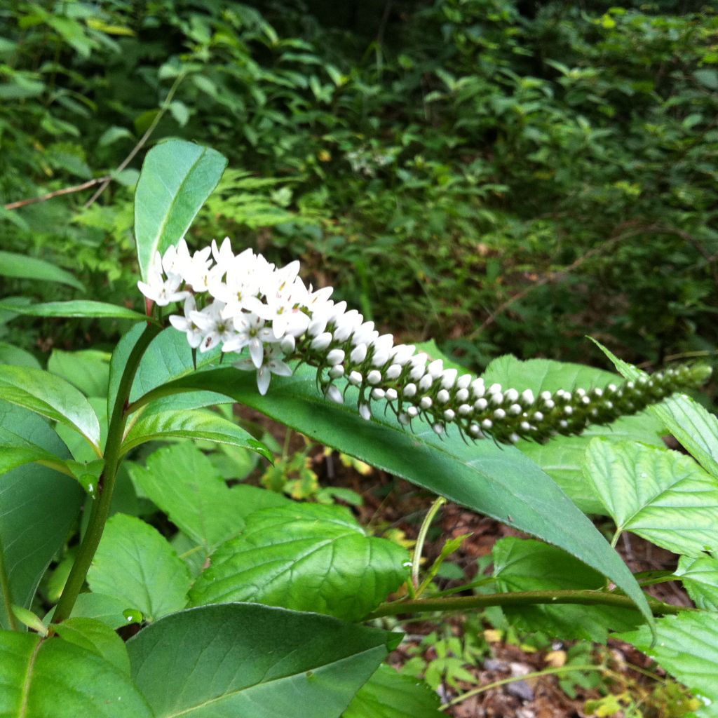 Lysimachia barystachys, Lysimaque