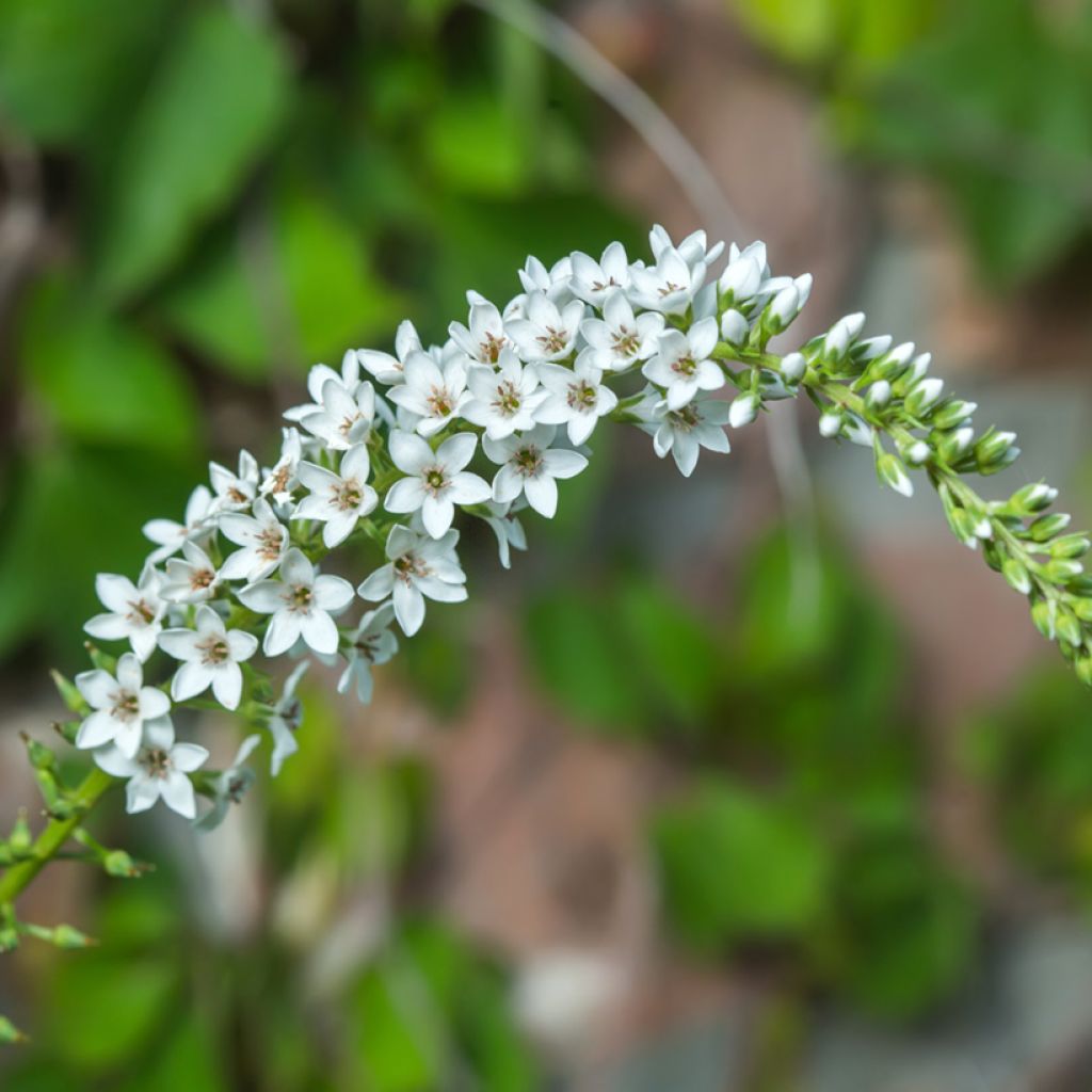 Lysimachia barystachys