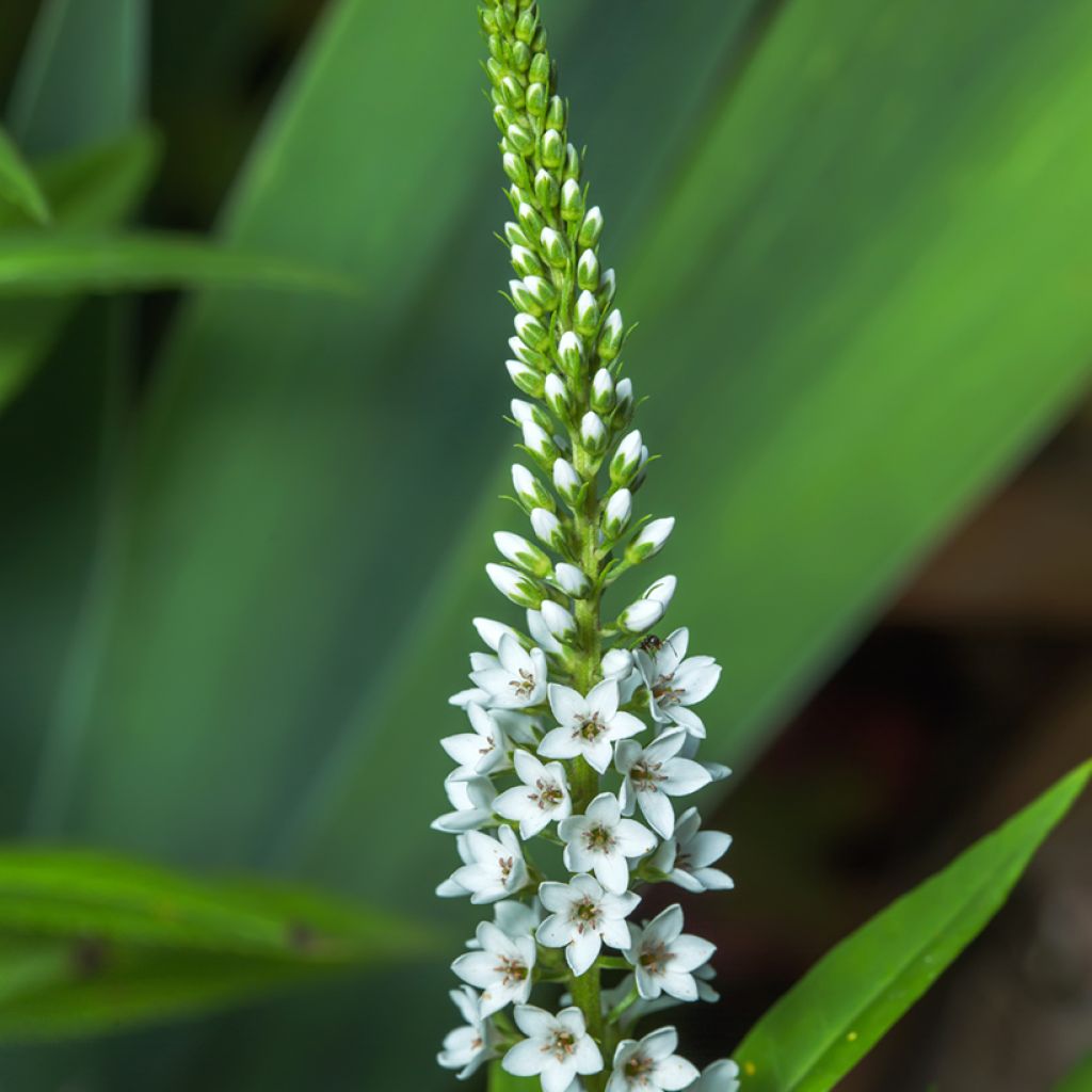 Lysimachia barystachys