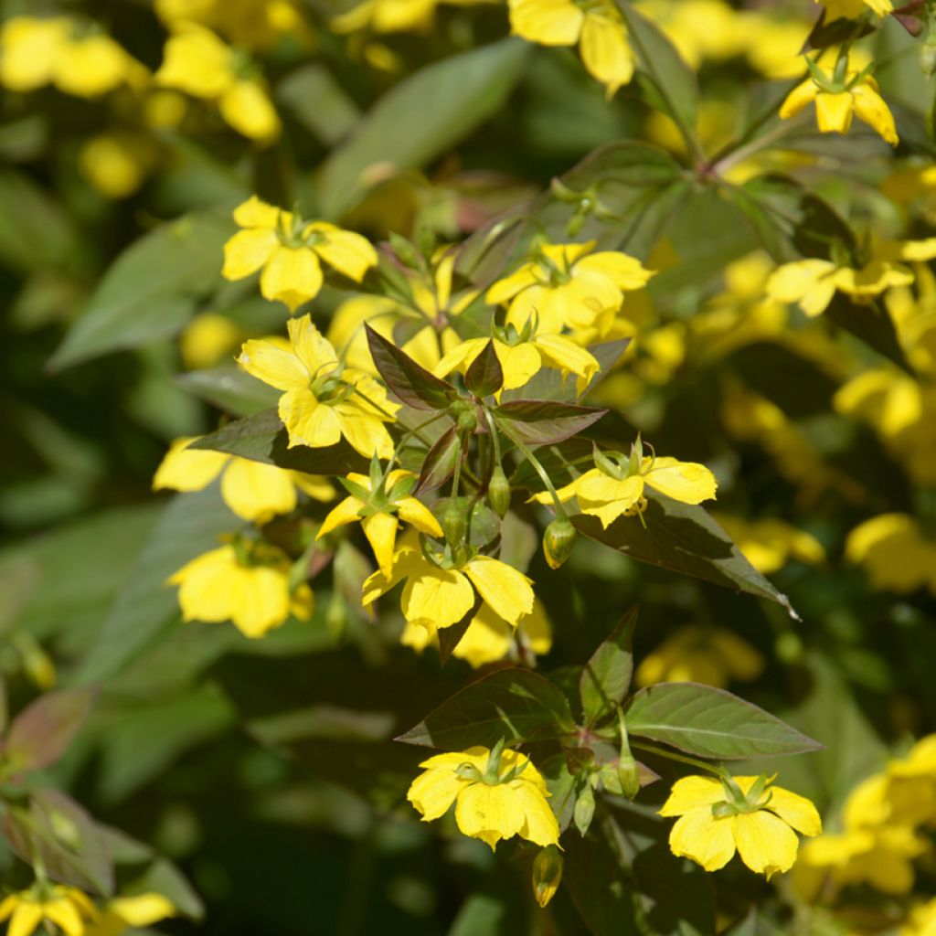 Lysimachia ciliata Fire Cracker