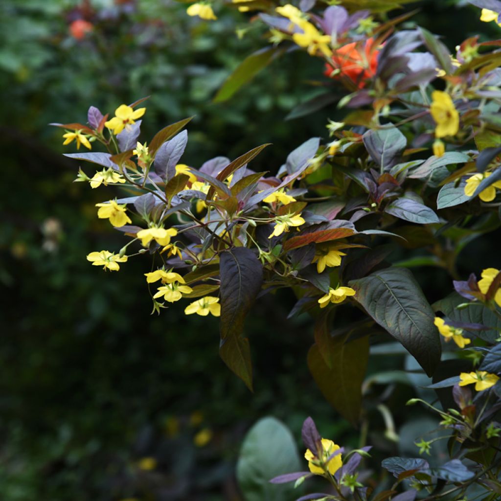 Lysimachia ciliata Fire Cracker