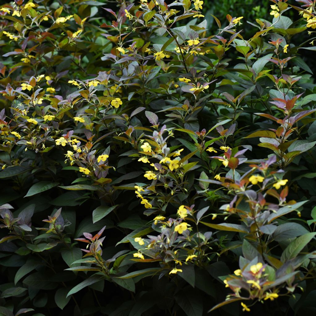 Lysimachia ciliata Fire Cracker